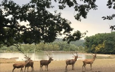 Sortie d’intégration des 6ème 3 au parc de Sainte-Croix